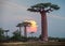 Madagascar. Baobab trees