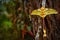 Madagascar big yellow butterfly. Comet moth, Argema mittrei, big yellow butterfly in the nature habitat, Andasibe Mantadia NP in