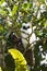 Madagascar bird Long-eared Owl Asio madagascariensis