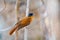 Madagascar bird Paradise-flycatcher, Terpsiphone mutata