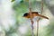 Madagascar bird Paradise-flycatcher, Terpsiphone mutata