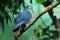 Madagascar blue pigeon