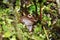 Madagascar Bright-eyed Frog or Madagascan Treefrog