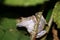 Madagascar Bright-eyed Frog or Madagascan Treefrog (Boophis madagascariensis) in the Ranomafana rainforest of Madagascar.