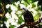 Madagascar Bulbul on a tree branch