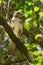 Madagascar Buzzard, Buteo brachypterus