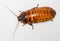 Madagascar cockroach