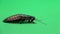 Madagascar cockroach crawls . Green screen. Side view. Slow motion