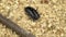 Madagascar cockroach creeps in the sawdust