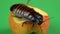 Madagascar cockroach sits on an apple . Green screen. Close up