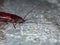 Madagascar cockroach on the street. The domestic cockroach is an insect pest