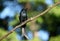 Madagascar Crested Drongo bird