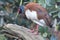 Madagascar crested ibis