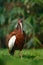 Madagascar crested ibis, Lophotibis cristata, white-winged ibis exotic bird in nature habitat, bird beautiful evening sun light,