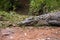 Madagascar Crocodile, Crocodylus niloticus