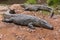 Madagascar Crocodile, Crocodylus niloticus