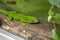 Madagascar day gecko