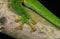 Madagascar Day Gecko, phelsuma madagascariensis, Adult, Close-up of Leg