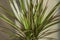 The Madagascar Dragon Tree