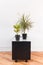 Madagascar dragon tree and Croton plant on a black table