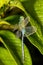 Madagascar Emperor, Anax tumorifer dragonfly, Tsingy de Bemaraha, Madagascar wildlife