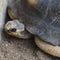 Madagascar endemic turtle head close up