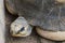 Madagascar endemic turtle head close up