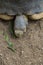 Madagascar endemic turtle head close up