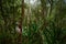 Madagascar endemic wildlife. Africa nature. Coquerel\'s sifaka, Monkey in habitat. Wild