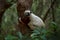 Madagascar endemic wildlife. Africa nature. Coquerel\\\'s sifaka, Monkey in habitat. Wild