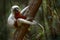 Madagascar endemic wildlife. Coquerel\\\'s sifaka, Propithecus coquereli, Ankarafantsika NP. Monkey in habitat. Wild
