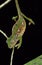 MADAGASCAR FOREST CHAMELEON furcifer campani, ADULT HANGING FROM BRANCH