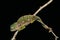 Madagascar Forest Chameleon, furcifer campani, Adult standing on Branch against Black Background