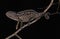 Madagascar Forest Chameleon, furcifer campani, Adult standing on Branch against Black Background