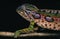 Madagascar Forest Chameleon, furcifer campani, Beautifull Colors against Black Background