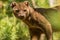 Madagascar fossa cat walks through the forest