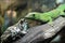 Madagascar Gecko phelsuma and a colorful frog sit on a tree branch