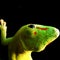 Madagascar Giant Day Gecko