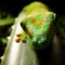 Madagascar Giant Day Gecko