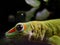 Madagascar giant day gecko