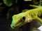 Madagascar giant day gecko