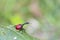 Madagascar giraffe bug macro nature