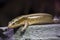 Madagascar girdled lizard portrait close up