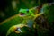 Madagascar Gold-Dusted Day Gecko in Hawaii