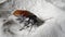 Madagascar hissing cockroach creeping on white dry sand. Large brown beetle with long tendrils, arthropod insects among