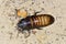 Madagascar hissing cockroach, ifaty