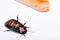 Madagascar hissing cockroach on white background