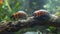 Madagascar hissing cockroaches on a log. Hissing cockroaches in a terrarium setting. Concept of exotic pet care