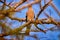 Madagascar hoopoe, Upupa marginata, endemic in the nature habitat. Hoopoe on the tree branch with blue sky, Kirindy Forest NP,