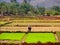 Madagascar island, Indian Ocean, farmers in the paddy field